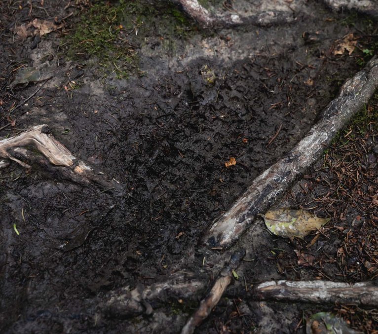 Reifenspuren im schlammigen Waldboden