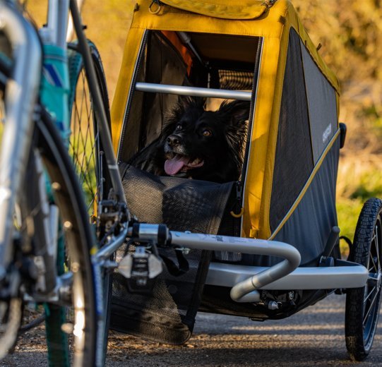 🚴Remolque para bici de perros🐕  / Como llevar a tu perro en bici!  Bike packing dog. 